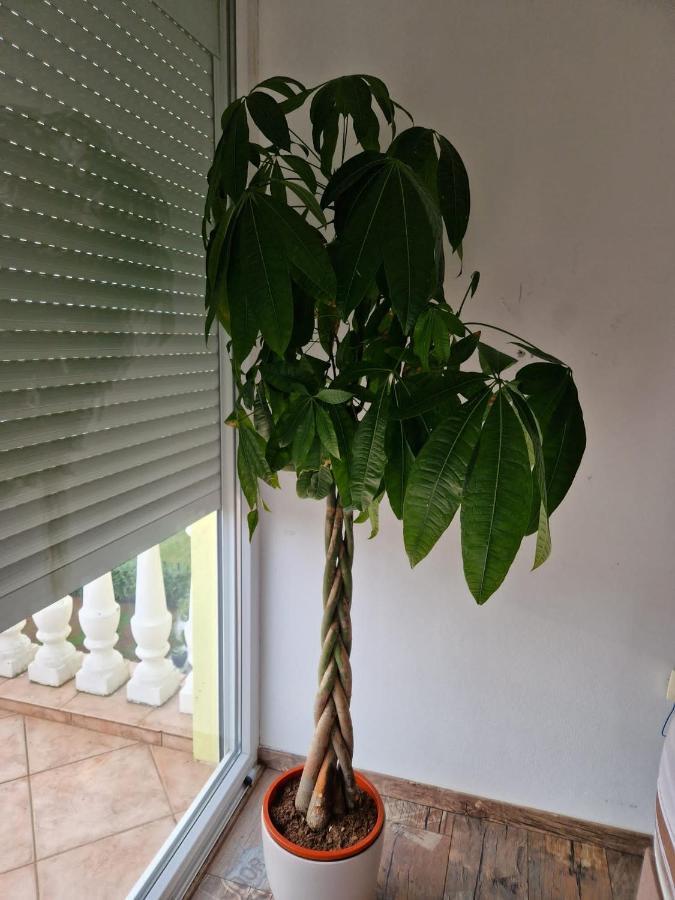 Apartment Vilic プーラ エクステリア 写真